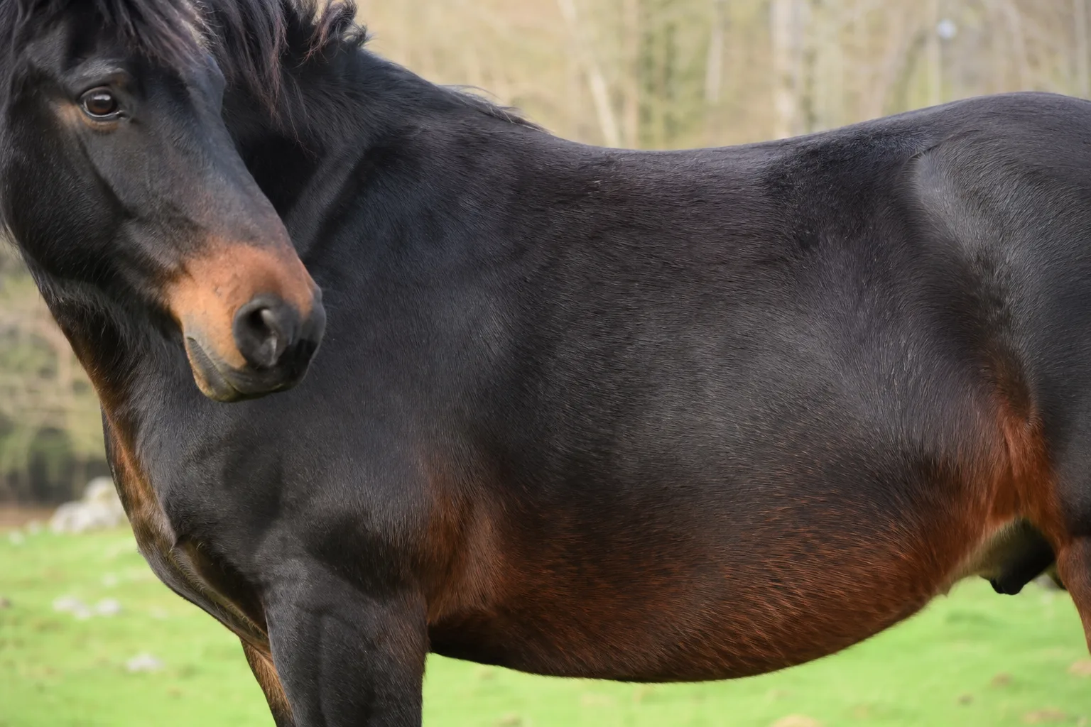 Cavallo dell'Azerbaigian di mantello sauro, che mostra i suoi zoccoli duri e resistenti