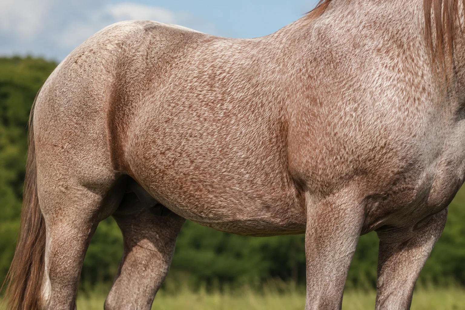 Azteca-Pferd mit Palomino-Fell, das seine goldene Farbe und helle Mähne hervorhebt.