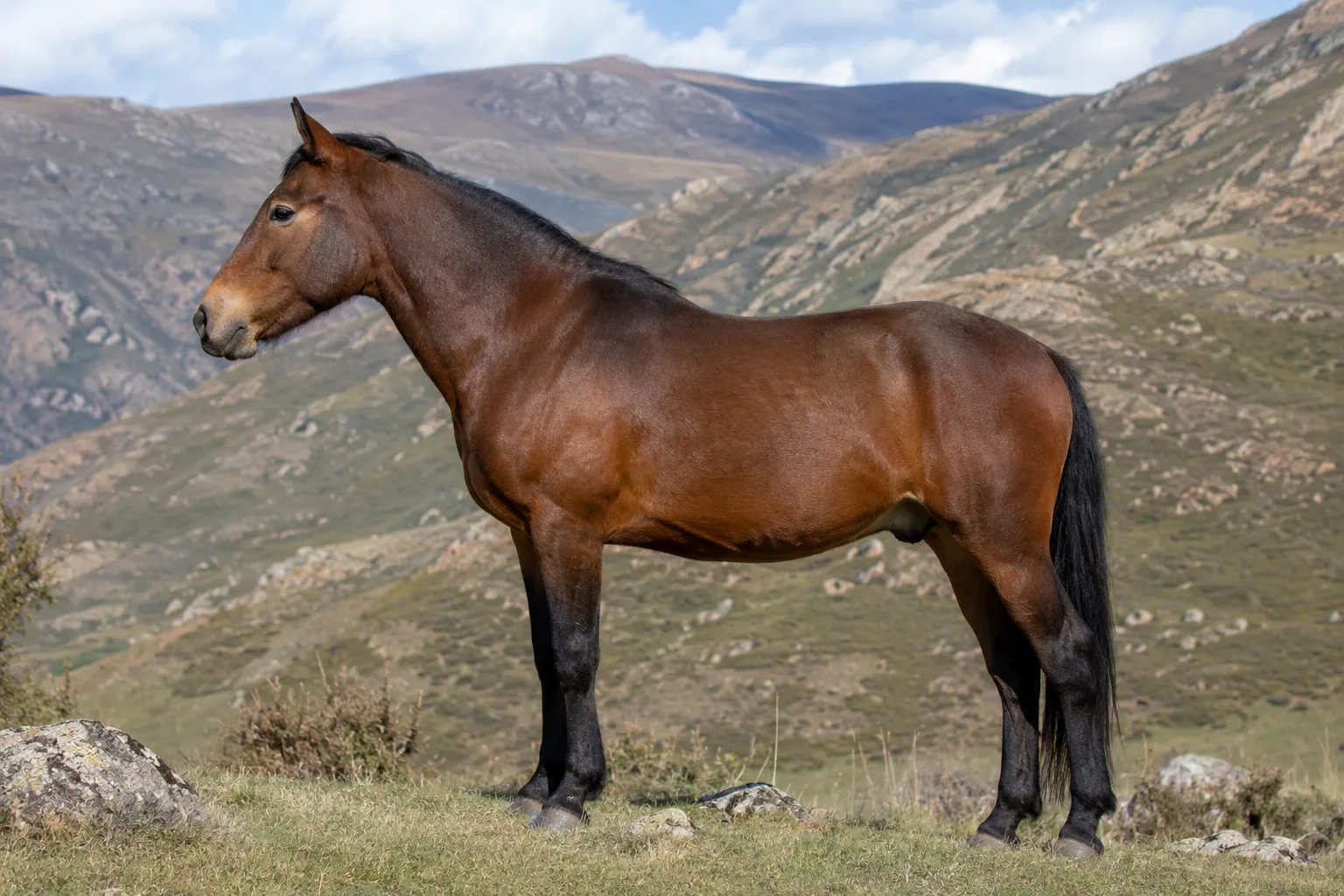 Baise-Pferd mit braunem Fell, im Profil, stehend auf einer grünen Wiese, das seine kompakte und muskulöse Silhouette zeigt.