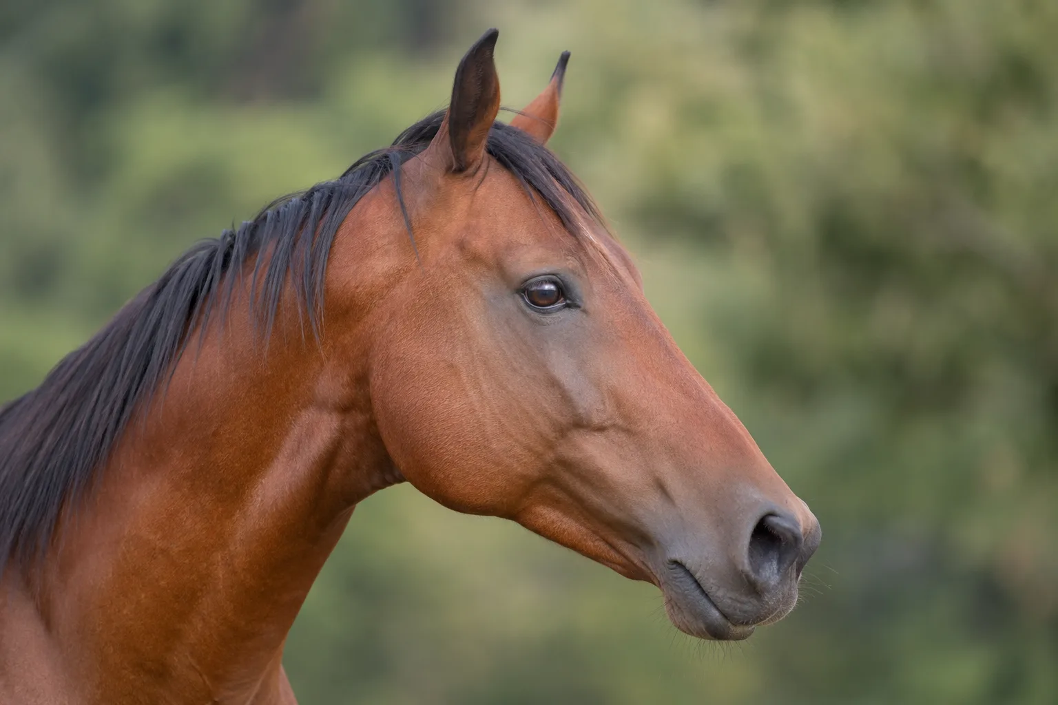 Nahaufnahme des Kopfes eines Baise-Pferdes, die sein gerades Profil und seine lebhaften Augen hervorhebt.