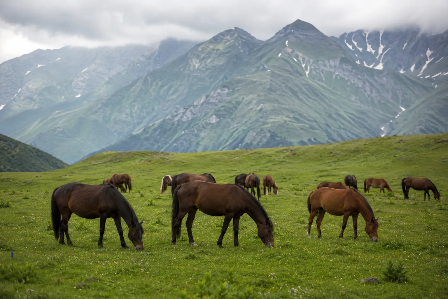 Mehrere Baise-Pferde (Braune und Füchse) friedlich auf einer großen grünen Wiese weidend, unter klarem Himmel.