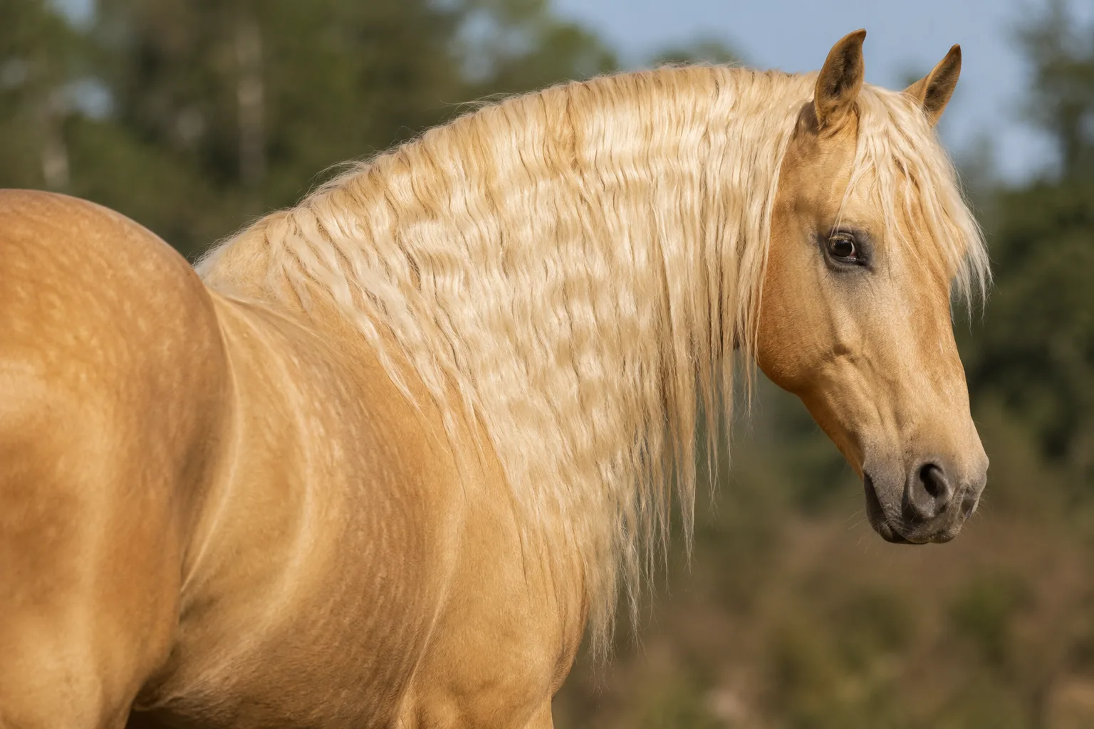 Bale-Pferd mit Fuchsfell, das seine harten und widerstandsfähigen Hufe zeigt