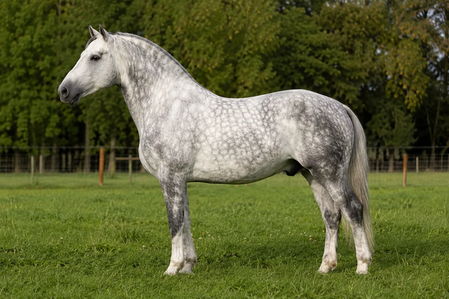 Cavallo Boulonnais grigio pomellato, di profilo, in un prato verdeggiante, che mostra la sua eleganza e la sua muscolatura.