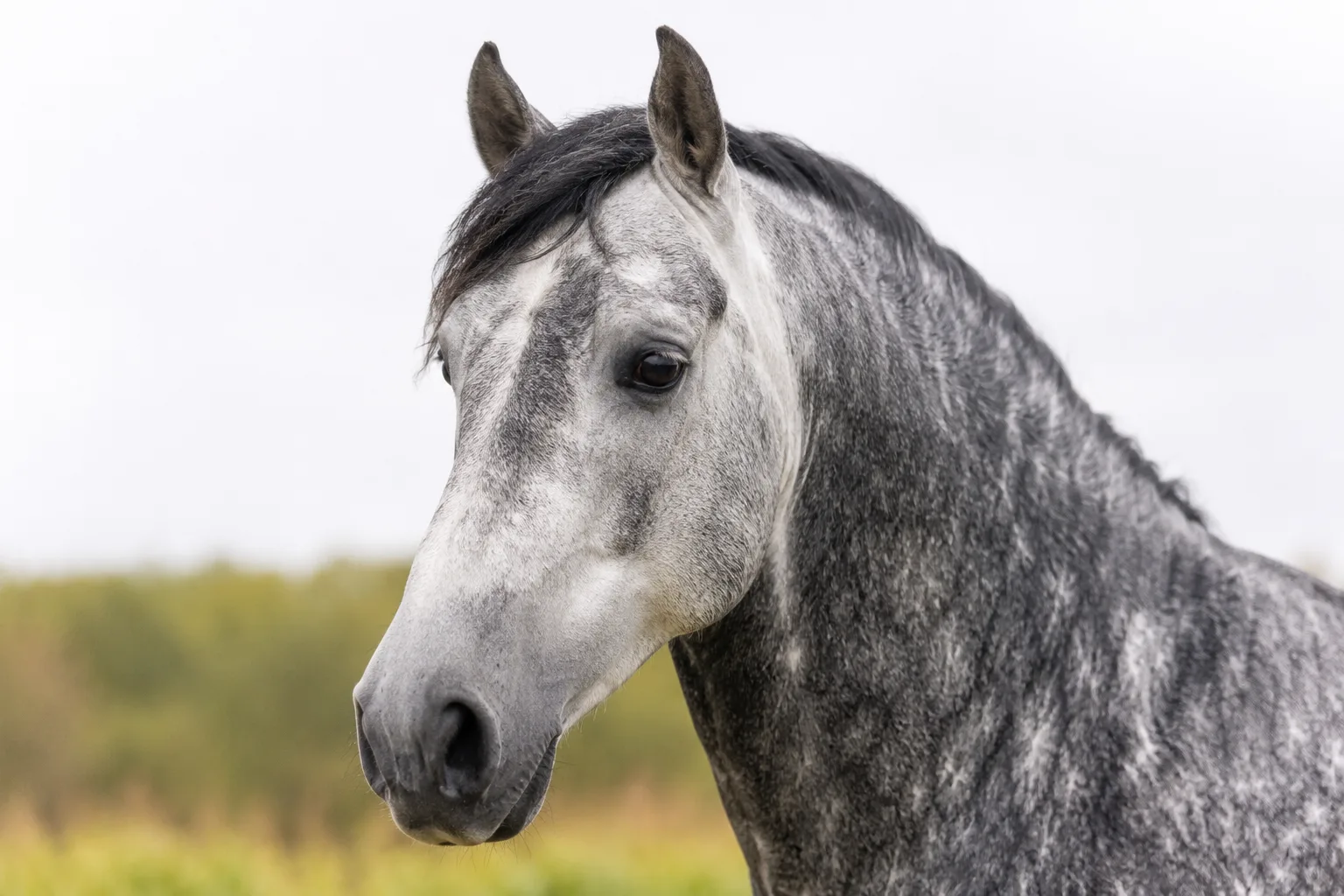 Primo piano sulla testa espressiva di un cavallo Boulonnais grigio, che mette in risalto i suoi grandi occhi e il suo profilo rettilineo.