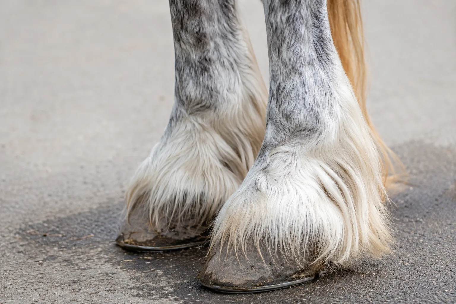 Dettaglio delle frange fini e setose sugli arti di un cavallo Boulonnais grigio, che illustra la finezza della razza.