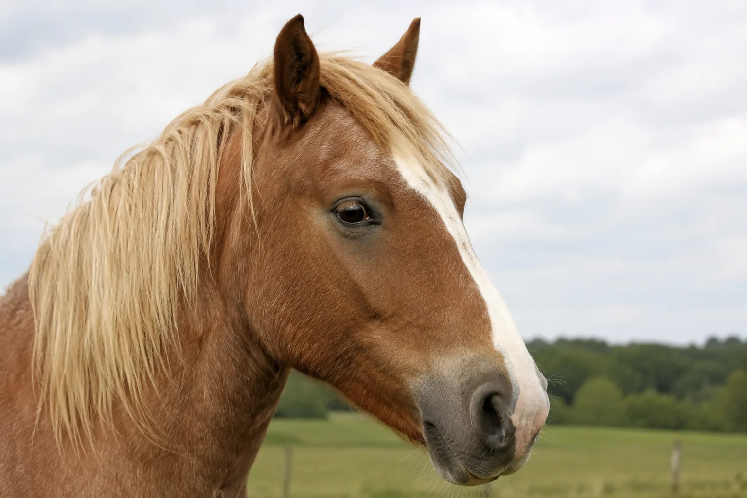 Ritratto ravvicinato della testa di un cavallo Bretone, che mostra i suoi occhi vivaci e il suo profilo rettilineo.