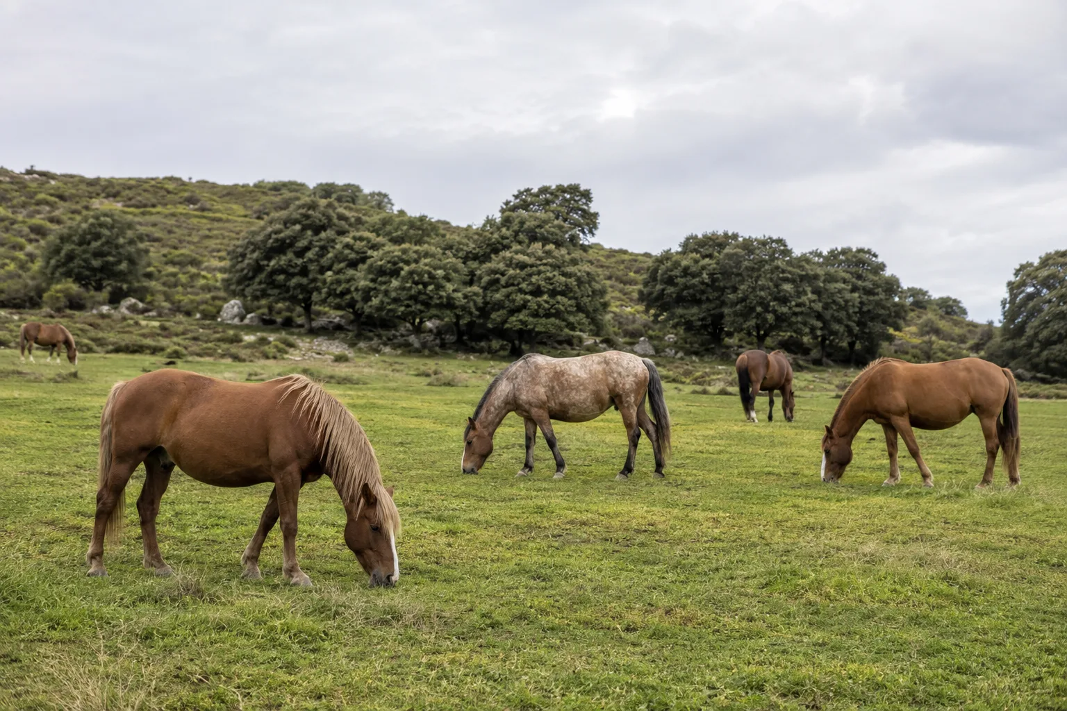 Un gruppo di cavalli Bretoni di diversi mantelli che pascolano tranquillamente in un grande prato in Bretagna.