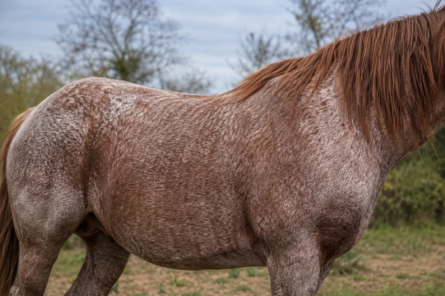 Dettaglio del mantello roano di un cavallo Bretone, che evidenzia il colore e la tessitura del suo mantello.