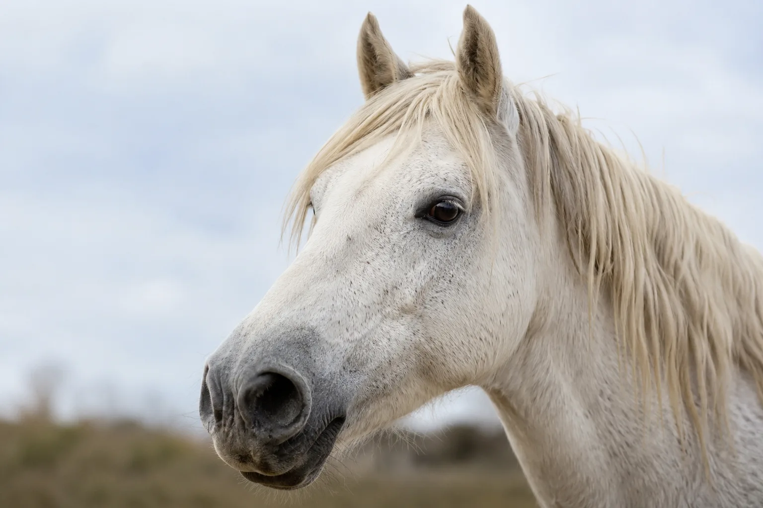 Primo piano sulla testa di un cavallo Camargue, che mostra i suoi occhi vivaci e il suo profilo caratteristico.