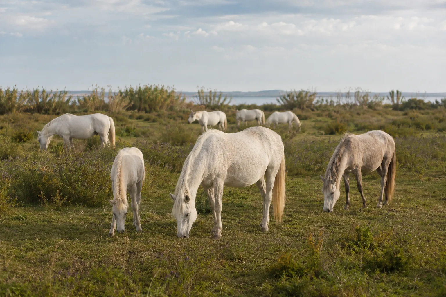Mandria di cavalli Camargue al pascolo in un paesaggio tipico della Camargue.