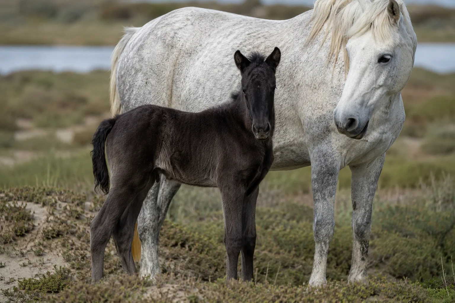 Puledro Camargue dal mantello scuro (baio o nero) accanto alla madre grigia, a illustrare il cambiamento di mantello.