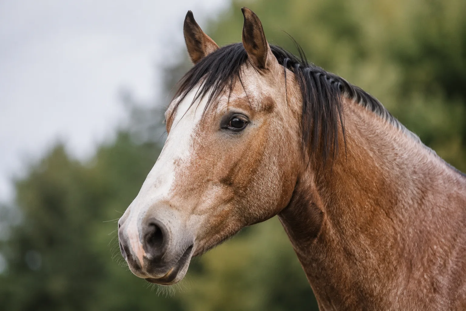 Nahaufnahme eines Clydesdale-Kopfes, der seinen geraden Nasenrücken und seine großen, ausdrucksvollen Augen zeigt.
