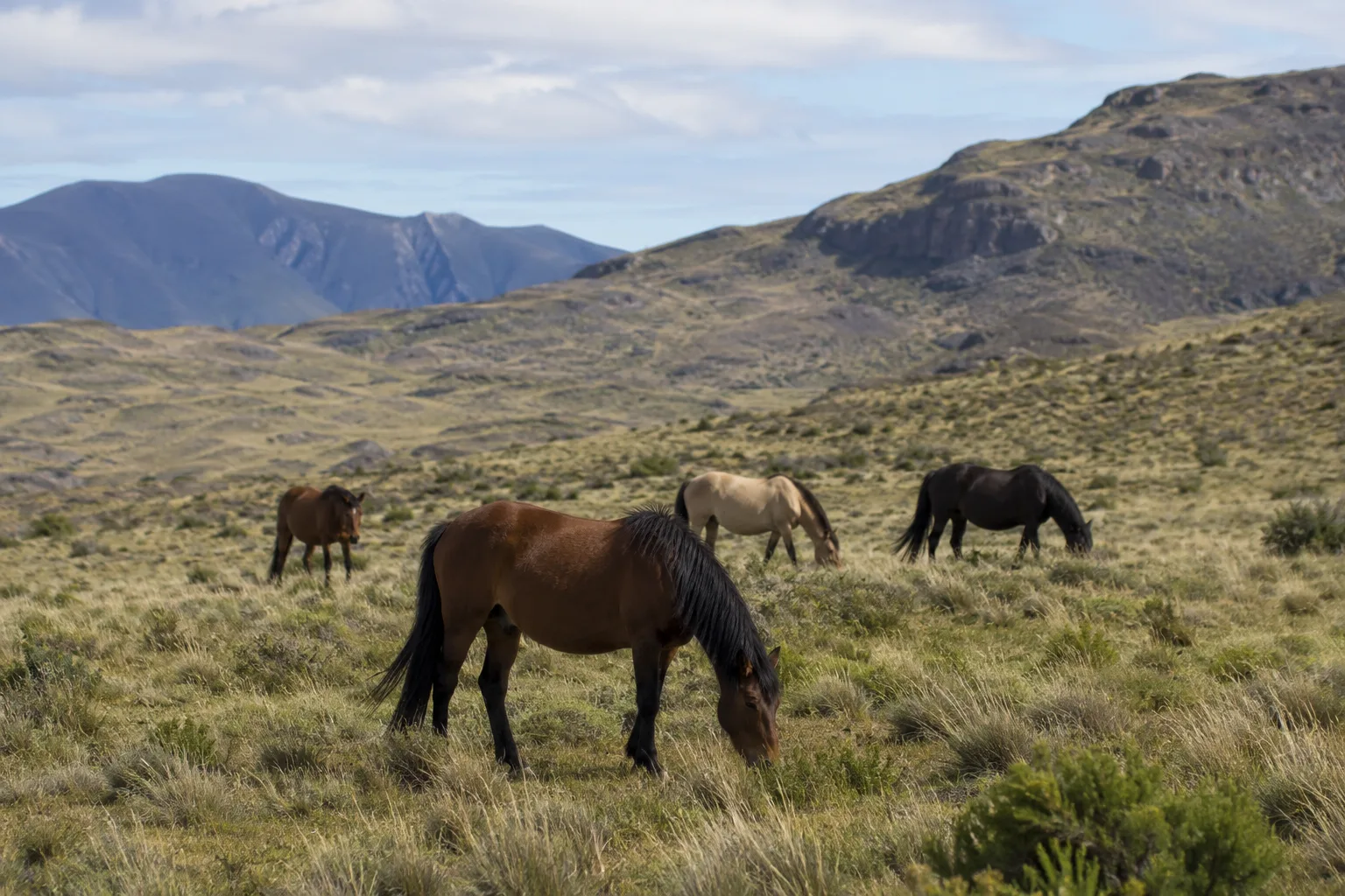 Mehrere Clydesdale-Pferde grasen friedlich in einer hügeligen schottischen Landschaft.