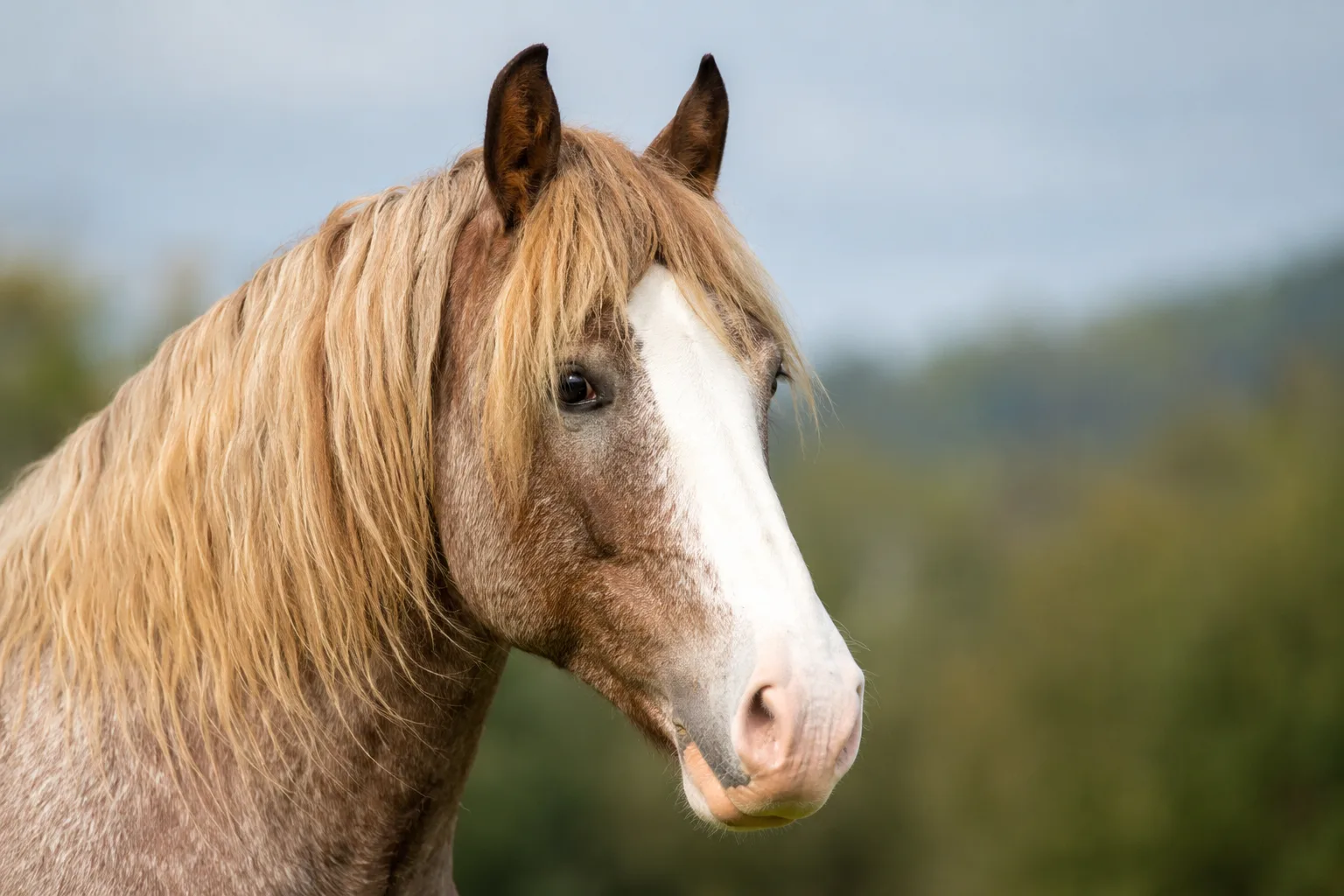 Primo piano sulla testa espressiva di un Cob Normand, con un profilo rettilineo e occhi vivaci.