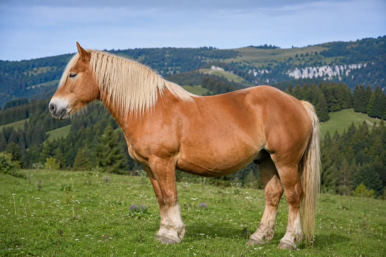 Comtois-Pferd, Fuchs mit hellem Langhaar, im Profil, auf einer Weide im Jura
