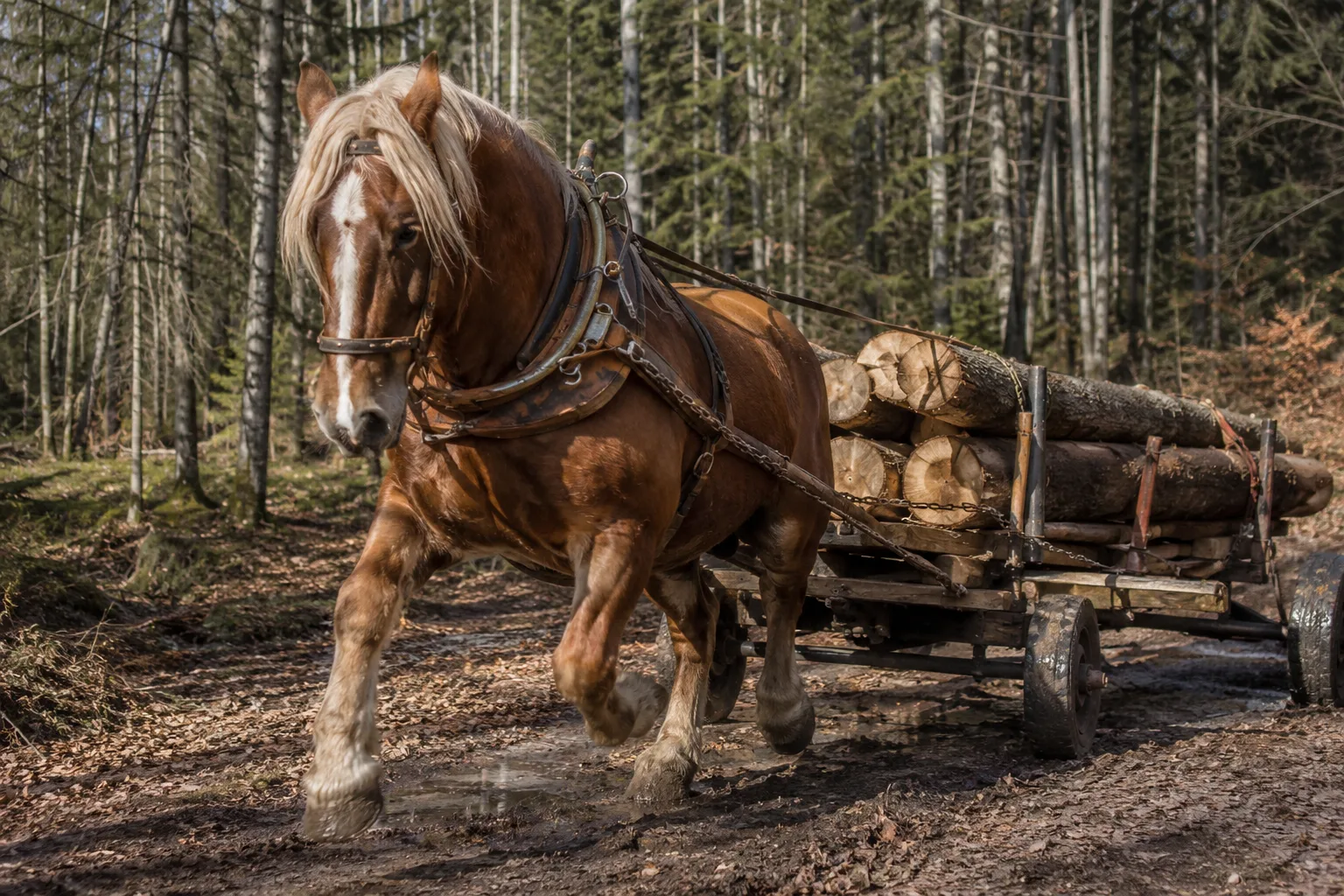 Comtois-Pferd in Aktion, zieht einen Karren im Wald