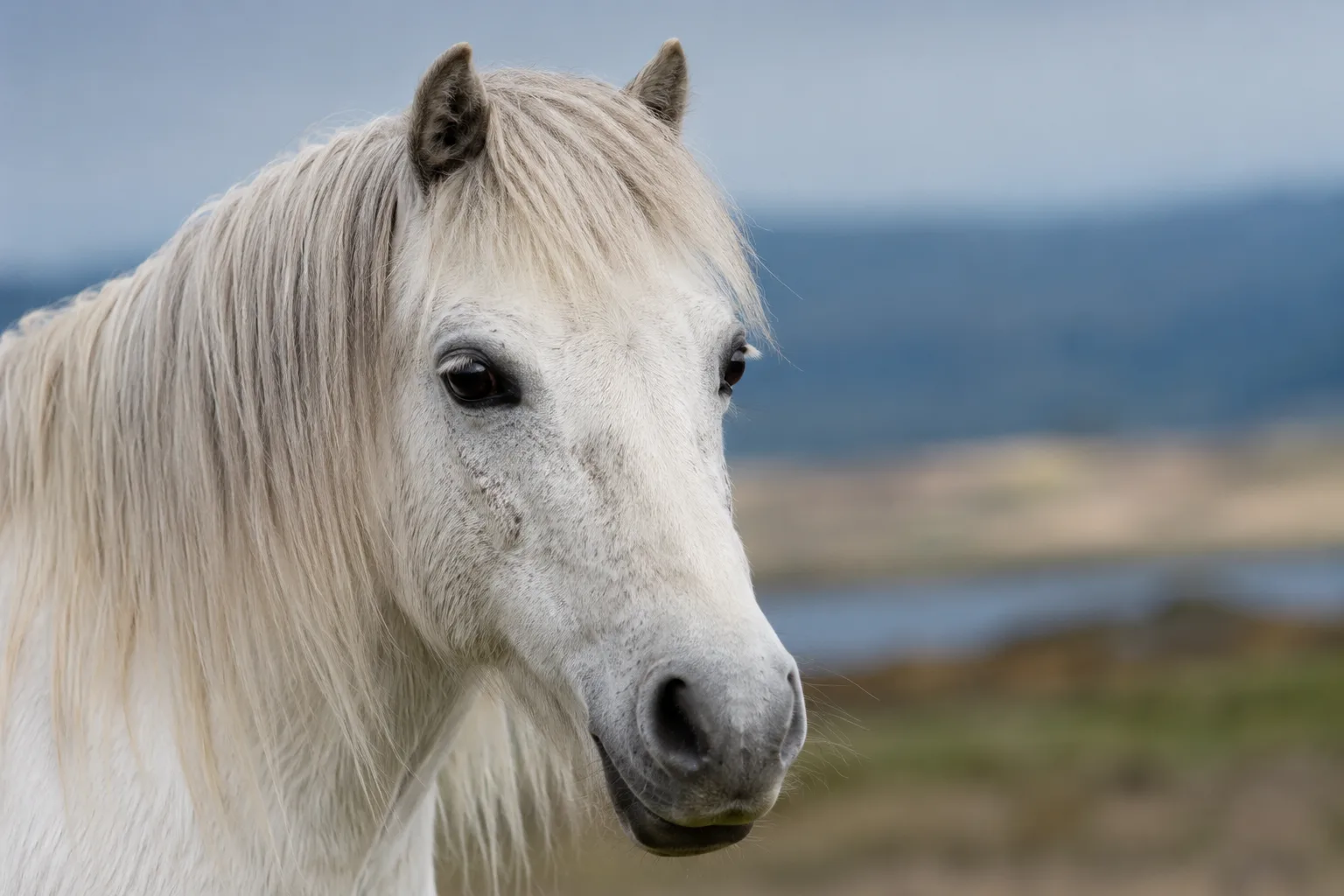 Nahaufnahme des Kopfes eines Connemara-Ponys, der seine großen, ausdrucksvollen Augen und sein gerades Nasenprofil zeigt.