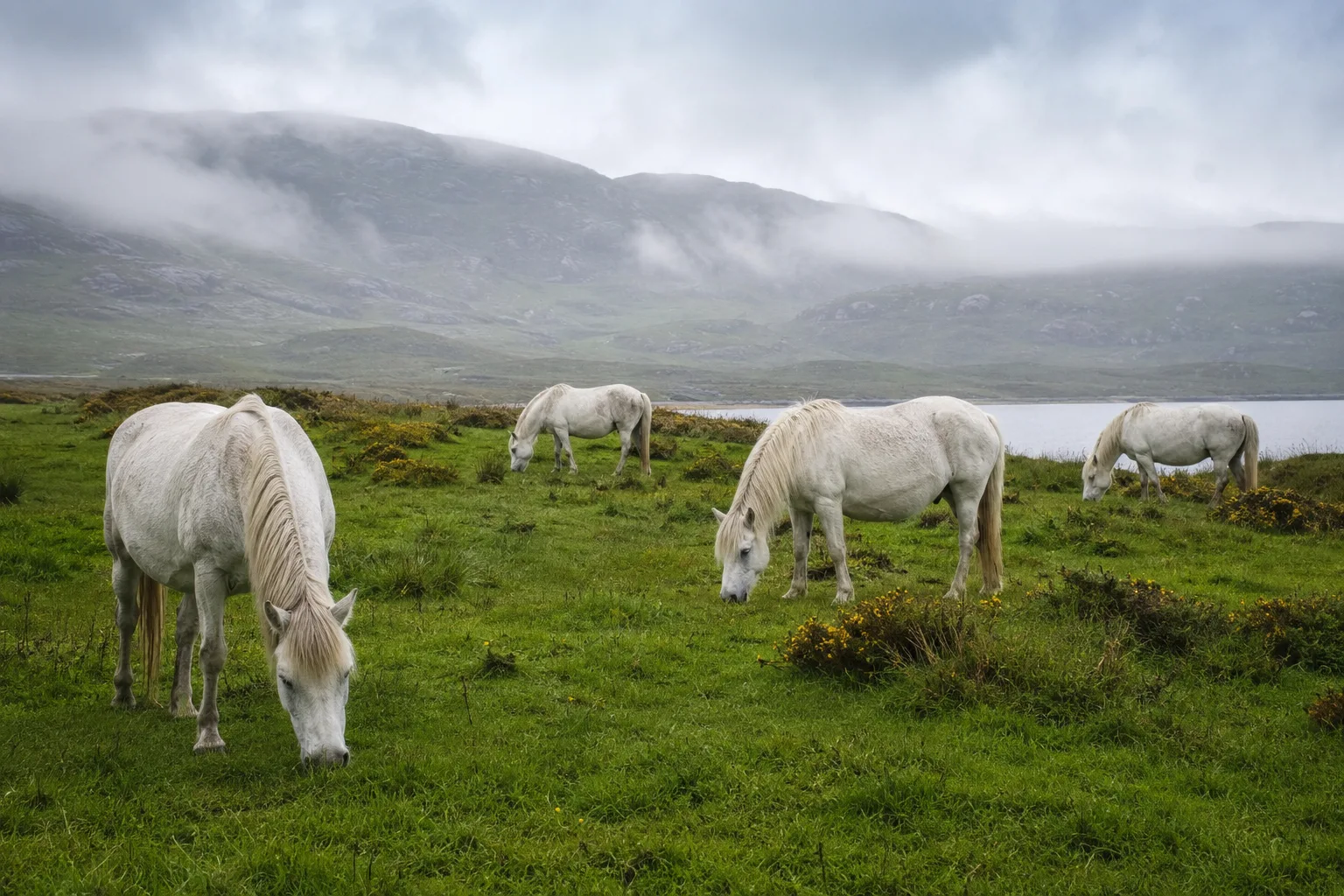Herde Connemara-Ponys auf der Weide auf einer grünen Wiese in Irland, natürliche Atmosphäre.