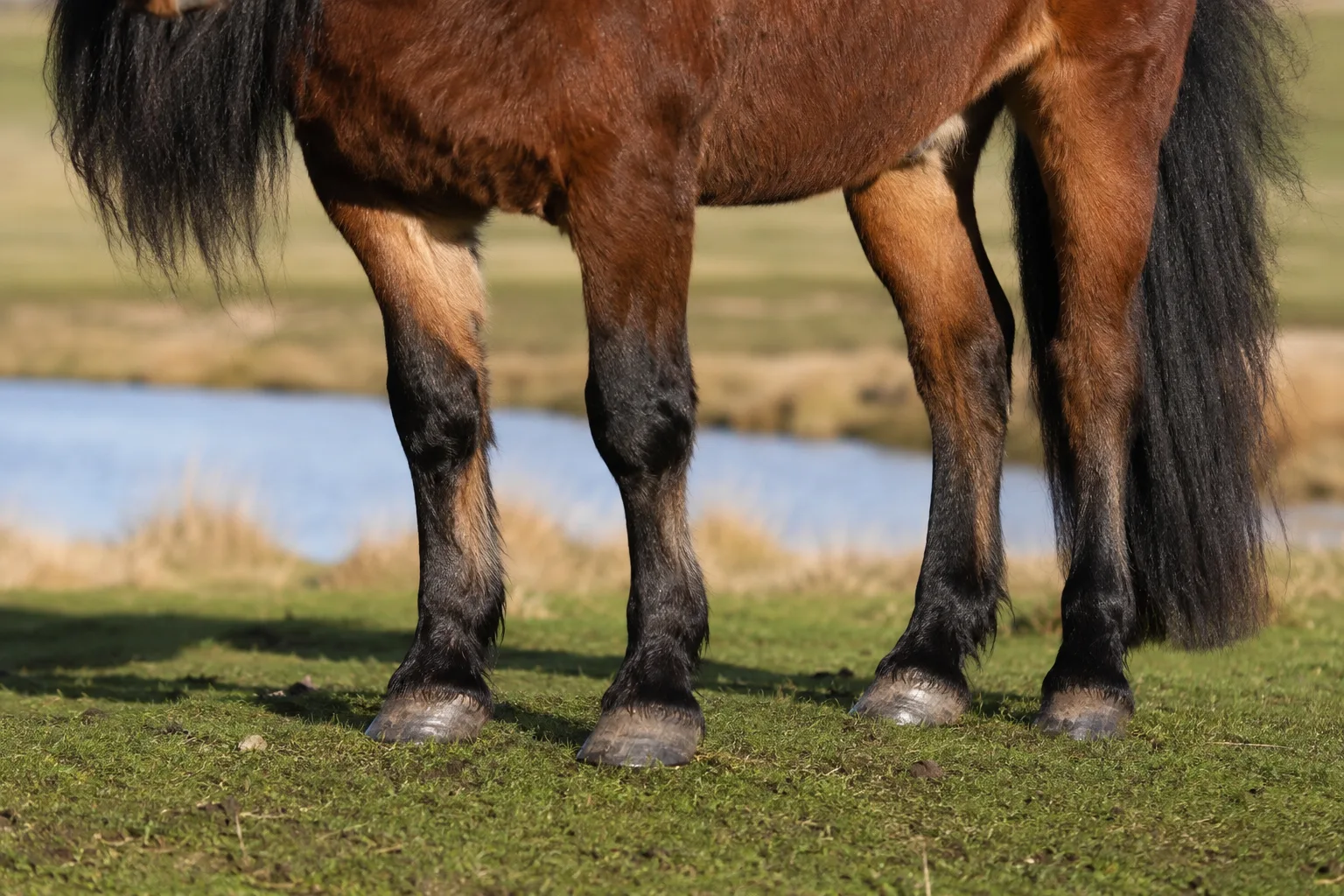 Brauner Connemara-Pony, der seine robusten Hufe und sein volles Langhaar hervorhebt.