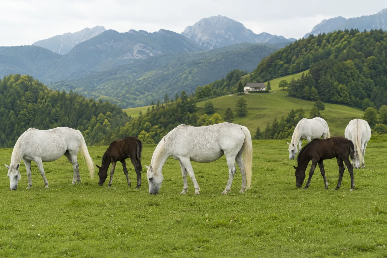 Herde von Criollo-Pferden auf der Weide in einer südamerikanischen Pampa-Landschaft