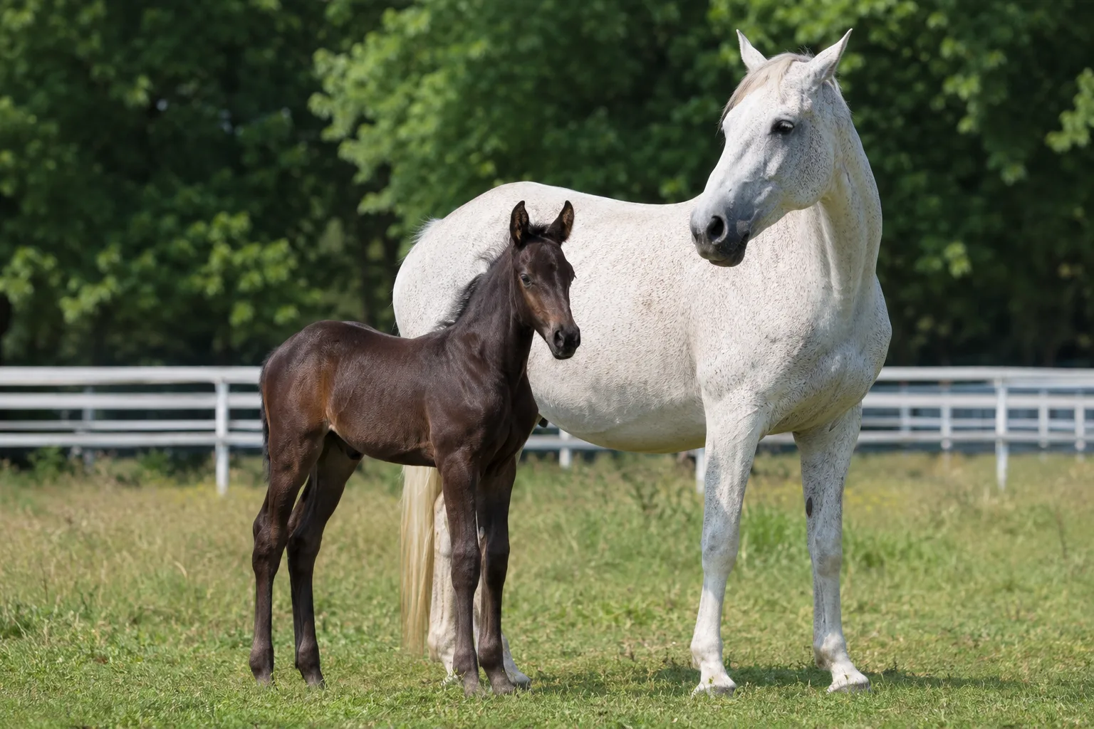 Criollo-Pferd mit Tobiano-Scheckung, welches die Vielfalt der Fellfarben dieser Rasse hervorhebt