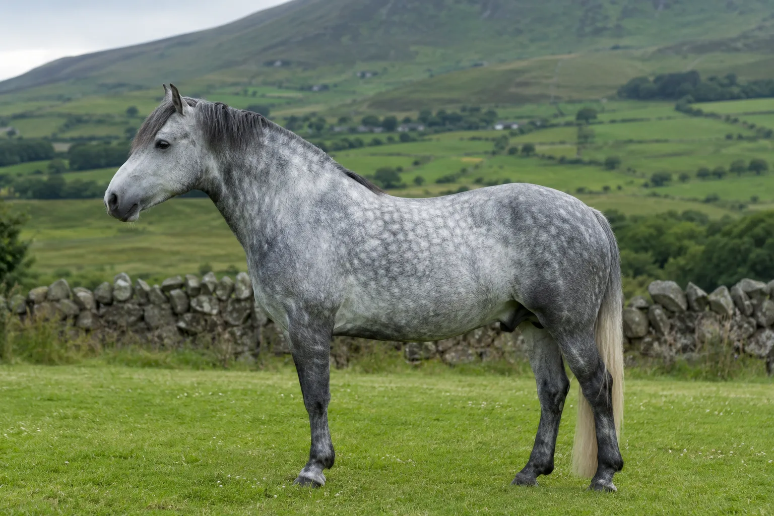Cavallo Fjord di profilo, mantello isabella brunblakk, criniera a spazzola, in un paesaggio di fiordo norvegese