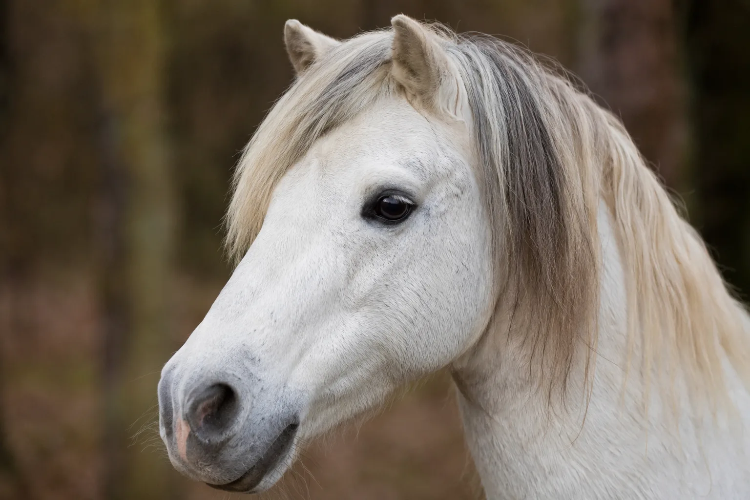 Ritratto ravvicinato di una testa di cavallo Fjord, occhi dolci, criniera bicolore tagliata a spazzola