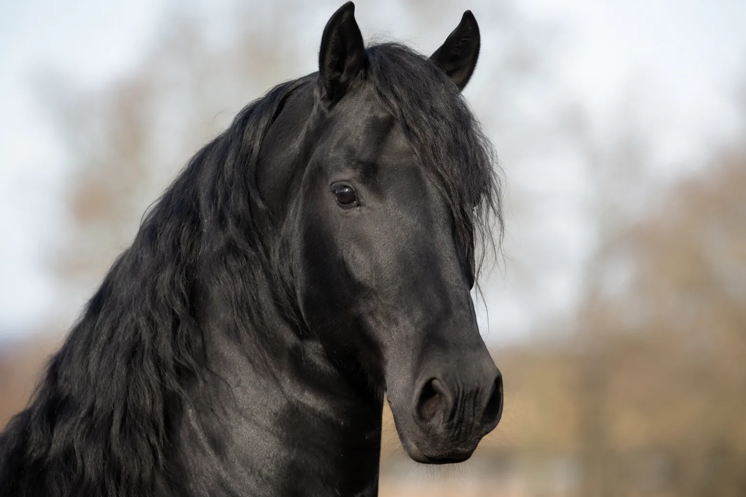 Nahaufnahme des Kopfes eines Friesenpferdes, die seine ausdrucksvollen Augen und sein gerades Profil hervorhebt.