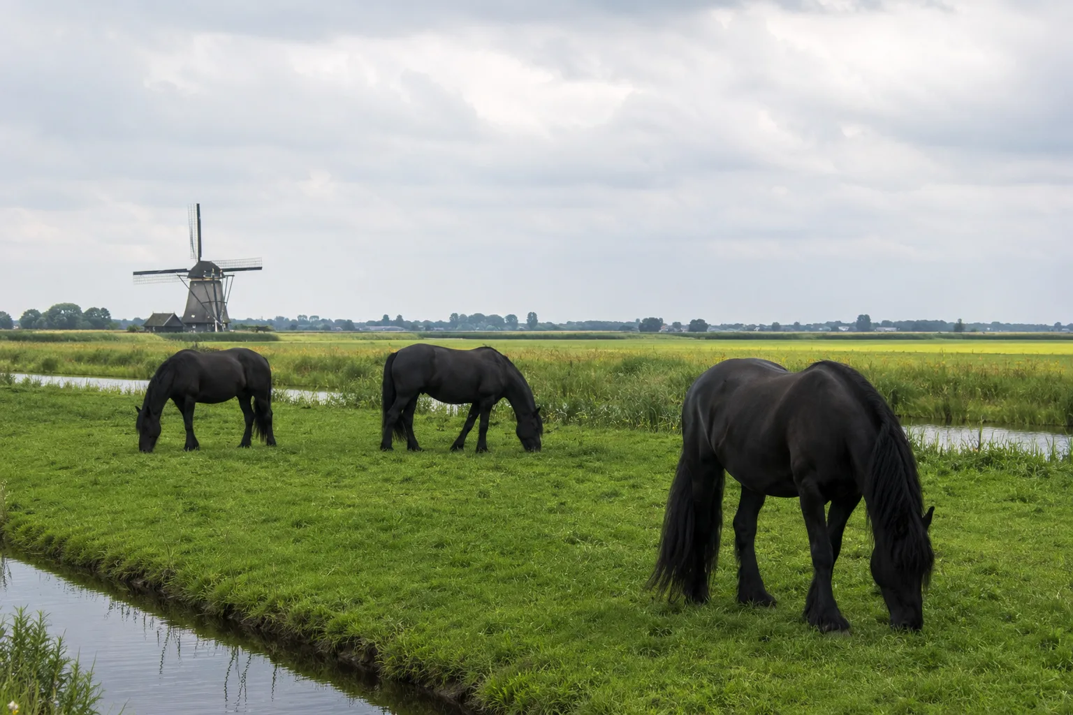 Mehrere Friesenpferde auf der Weide in einer niederländischen Polderlandschaft, mit Kanälen und einer Windmühle.