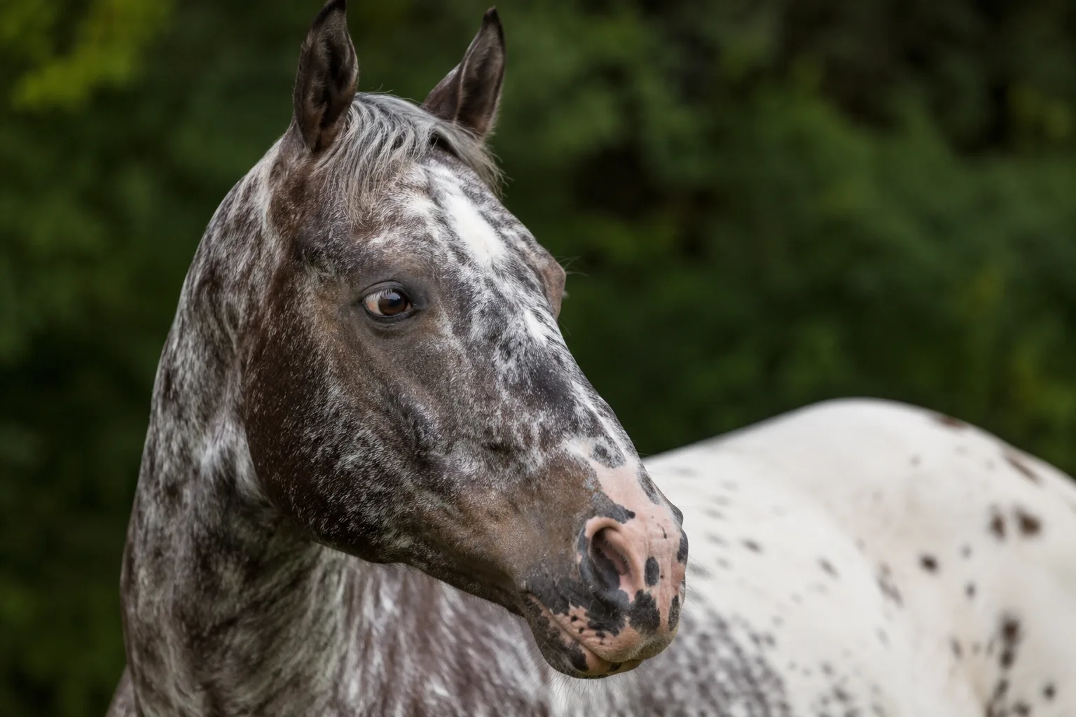 Primer plano realista de la cabeza de un Haflinger, mostrando sus ojos vivaces y su perfil recto.