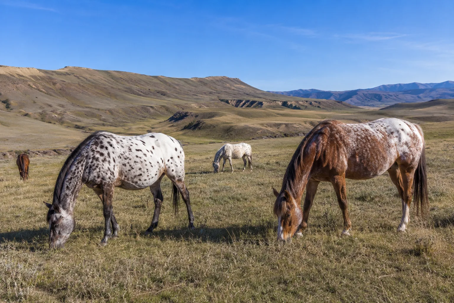 Manada de Haflingers pastando tranquilamente en un pastizal de montaña.