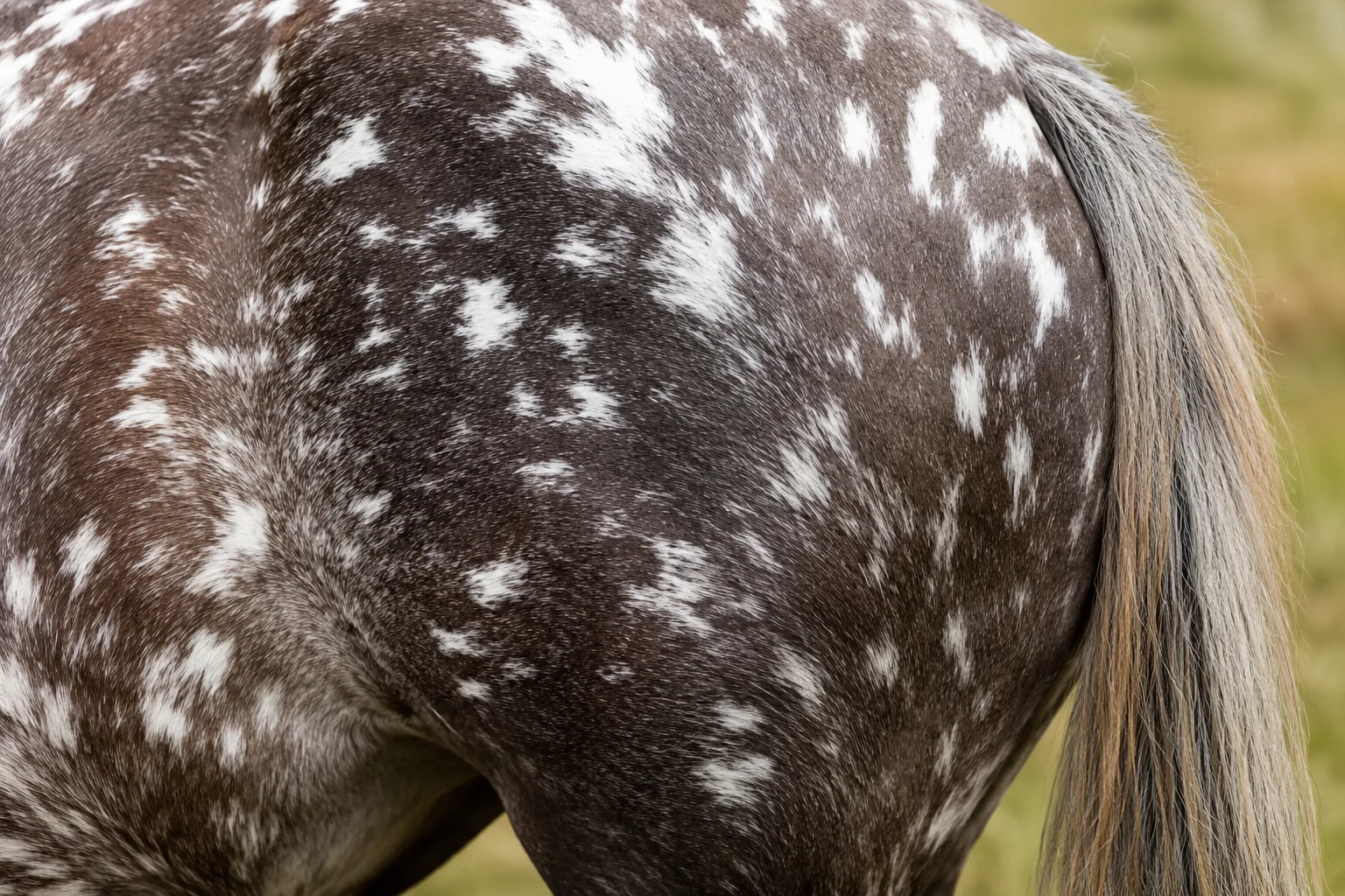 Detalle de las crines rubias y abundantes de un Haflinger, característica de la raza.