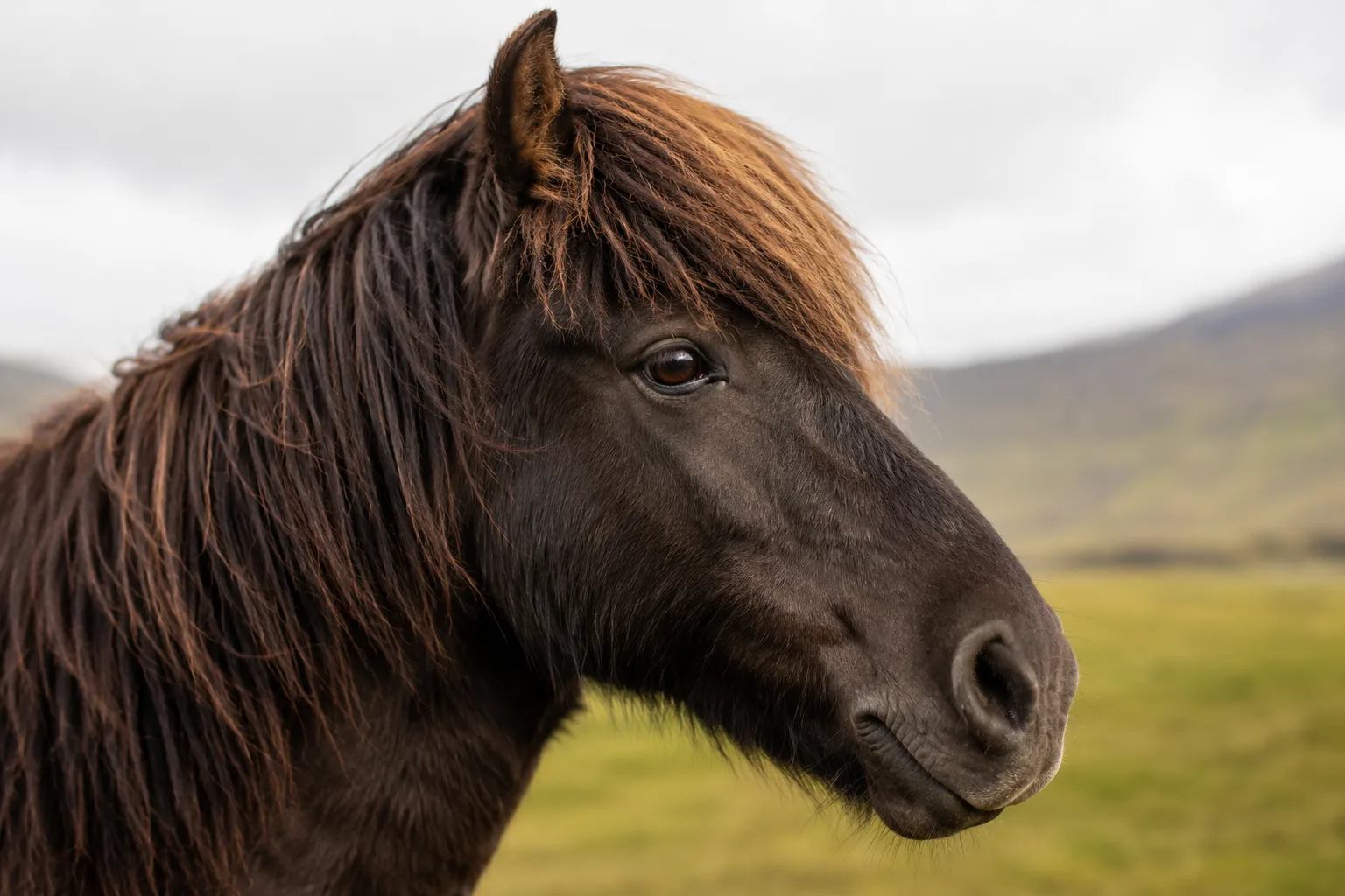 Ritratto ravvicinato della testa di un cavallo Islandese, con i suoi occhi espressivi