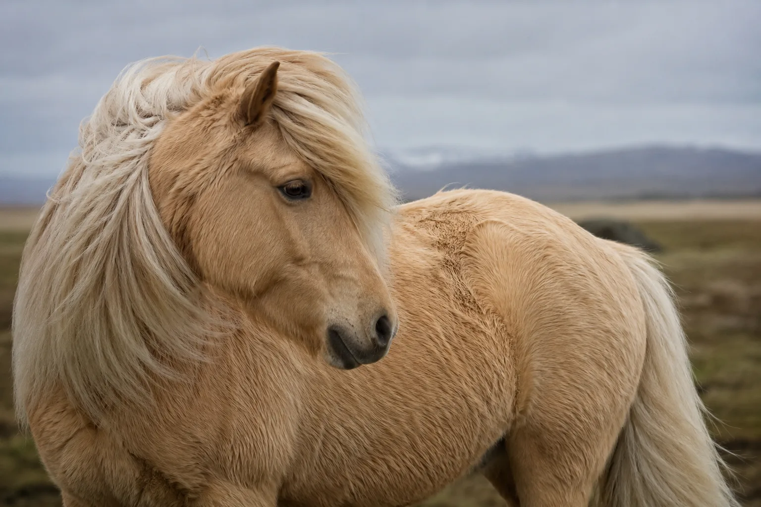 Cavallo Islandese dal mantello palomino, che mette in risalto la sua folta criniera e coda