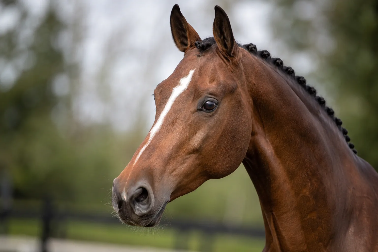 Primer plano de la cabeza de un caballo KWPN / Warmblood, mostrando sus ojos vivos y su perfil elegante.
