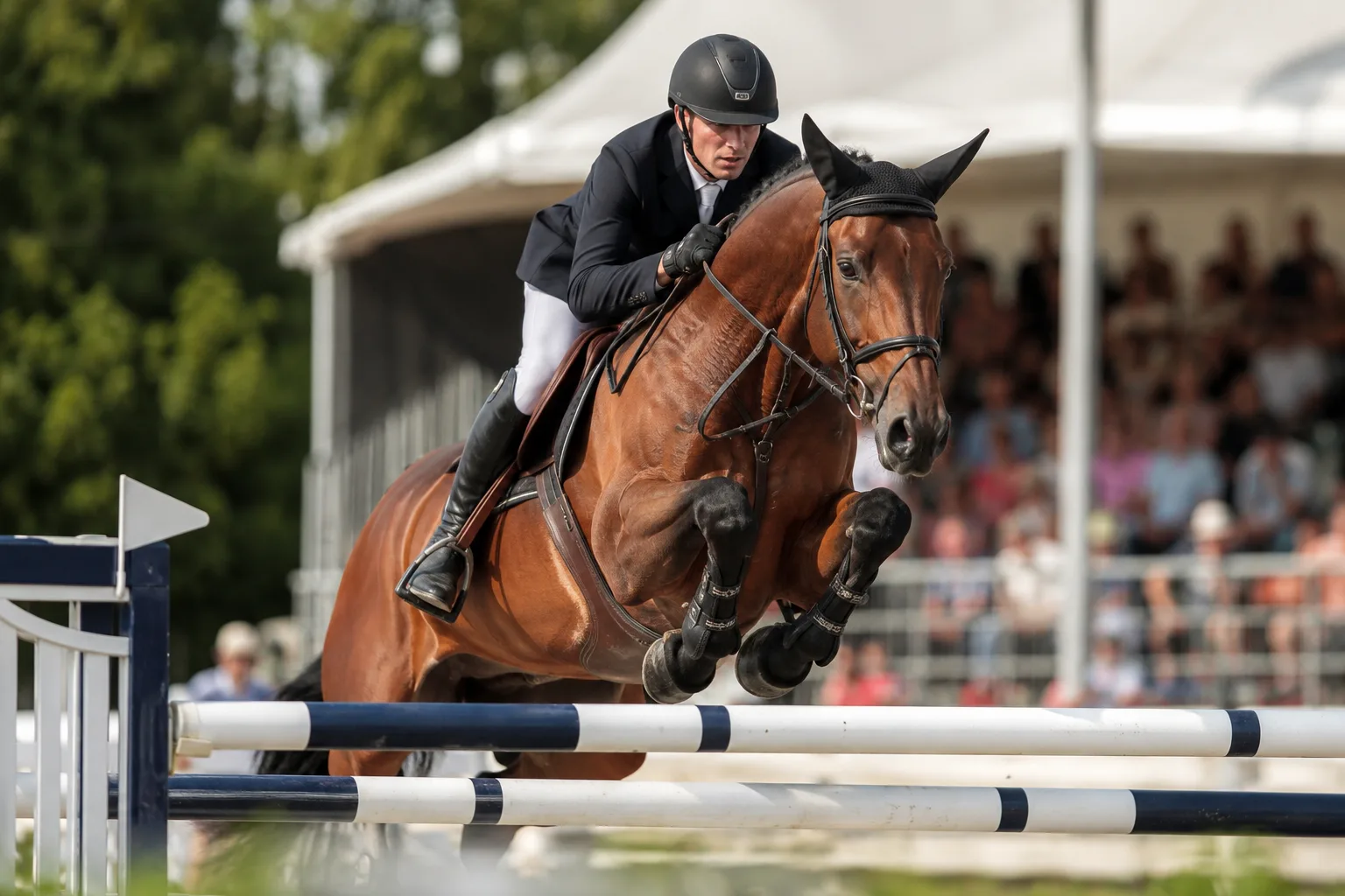 Caballo KWPN / Warmblood en pleno salto de obstáculos, con su jinete, en competición.