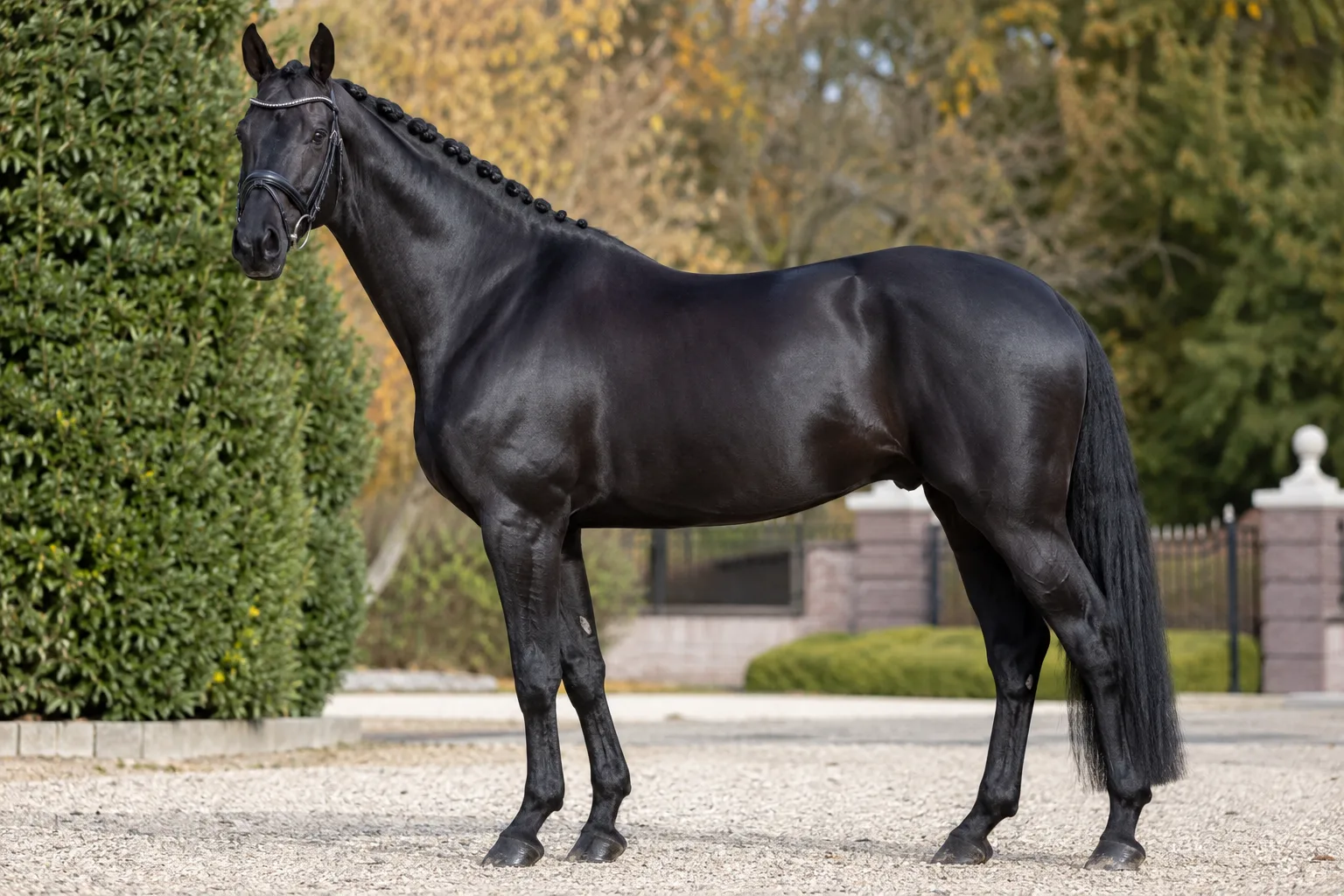 Caballo KWPN / Warmblood con un pelaje negro brillante, destacando su manto y sus crines.