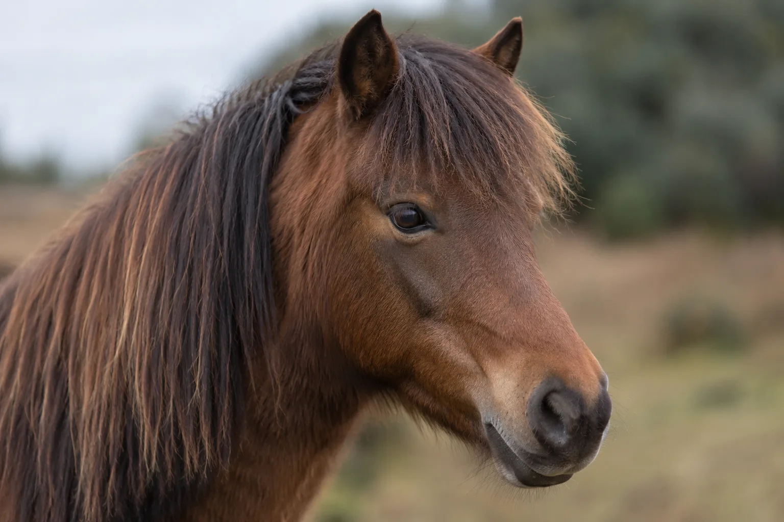 Primo piano sulla testa di un cavallo Lipizzano, che mostra il suo profilo nobile, i suoi occhi espressivi e il suo profilo facciale leggermente convesso.