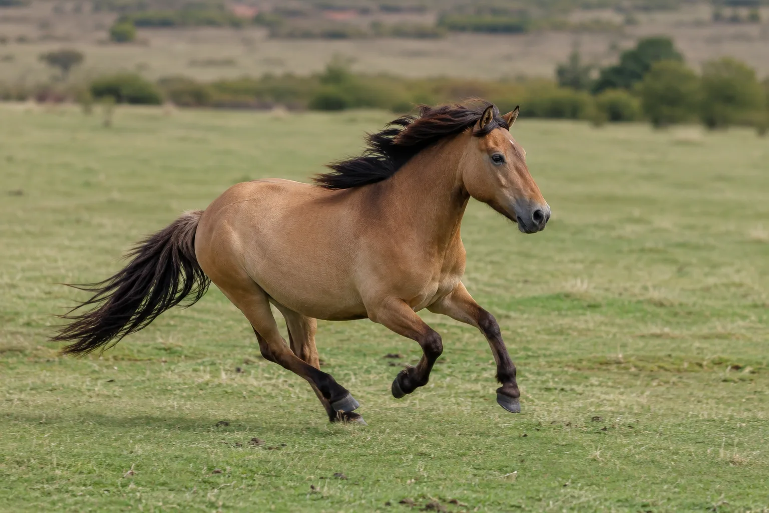 Cavallo Lipizzano in piena azione, che esegue una levade con un cavaliere in tenuta della Scuola Spagnola di Equitazione, in un maneggio.