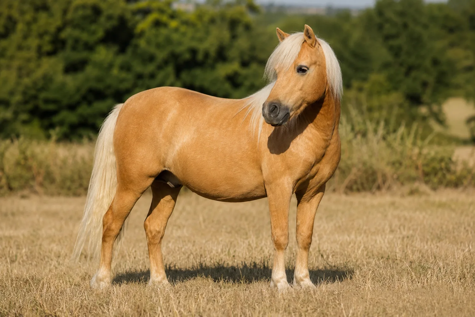 Puledro Lipizzano dal mantello scuro (baio o nero) in piedi accanto alla madre grigia in un paddock soleggiato, che illustra il cambiamento di mantello.
