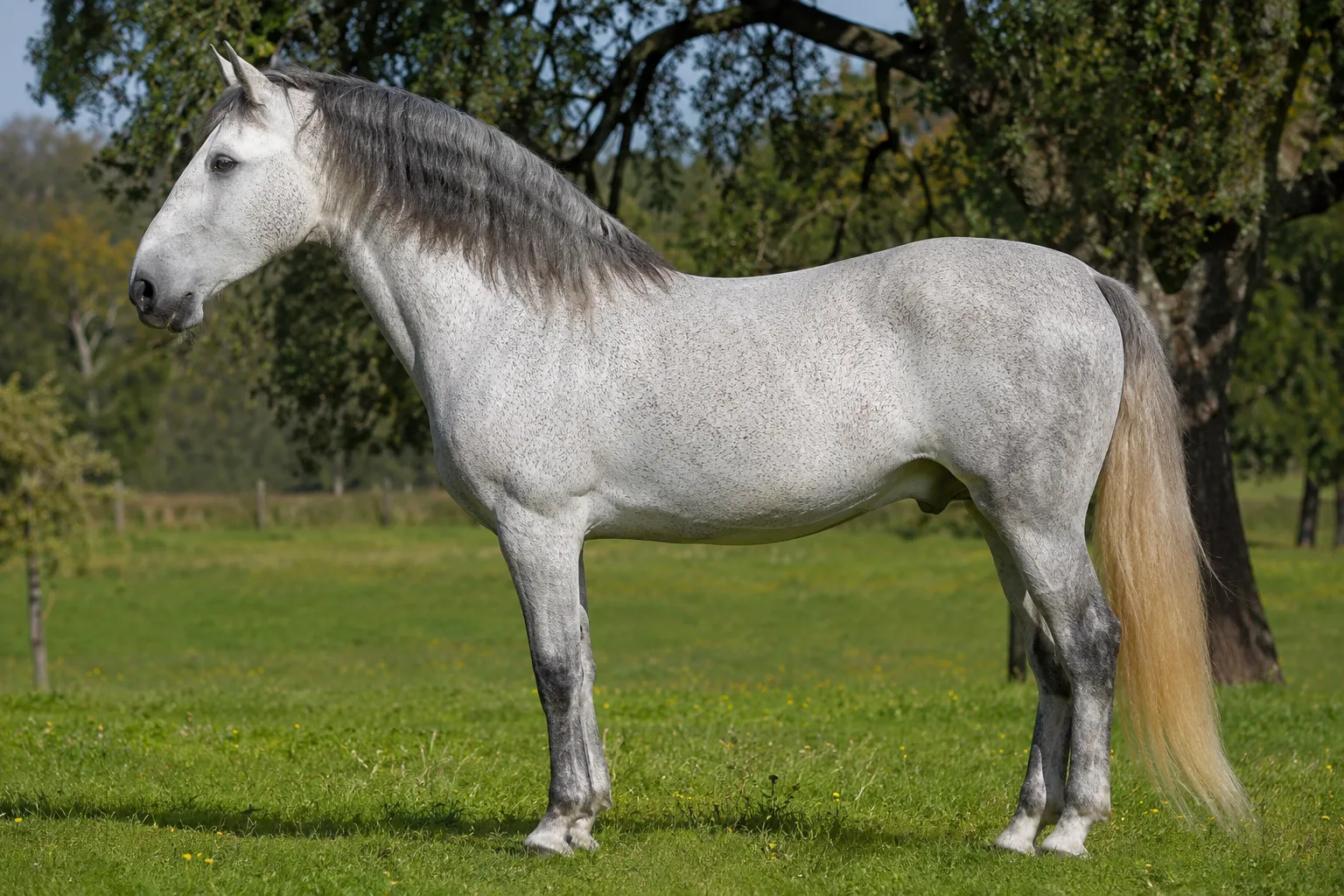 Grauer Lusitano im vollen Profil, stehend auf einer sonnigen Weide, seine elegante und kraftvolle Morphologie zeigend.