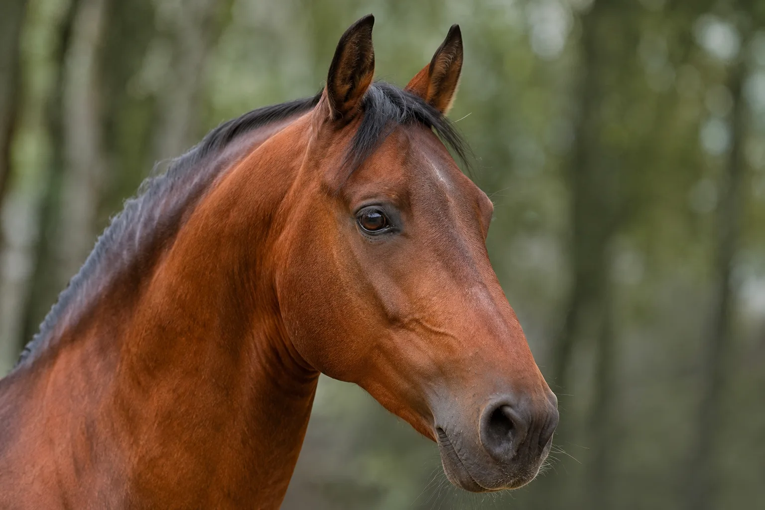 Nahaufnahme des Kopfes eines braunen Lusitanos, der seinen Ramskopf und seinen lebhaften Blick hervorhebt.