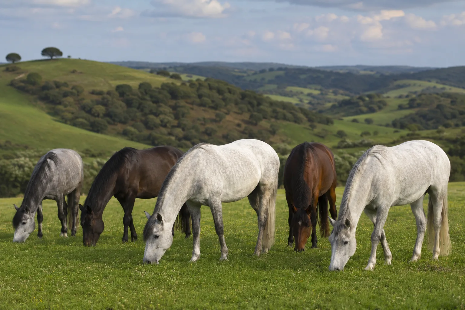 Herde von Lusitano-Pferden (Schimmel und Braune), die friedlich auf einer großen grünen Weide grasen und die portugiesische Landschaft heraufbeschwören.