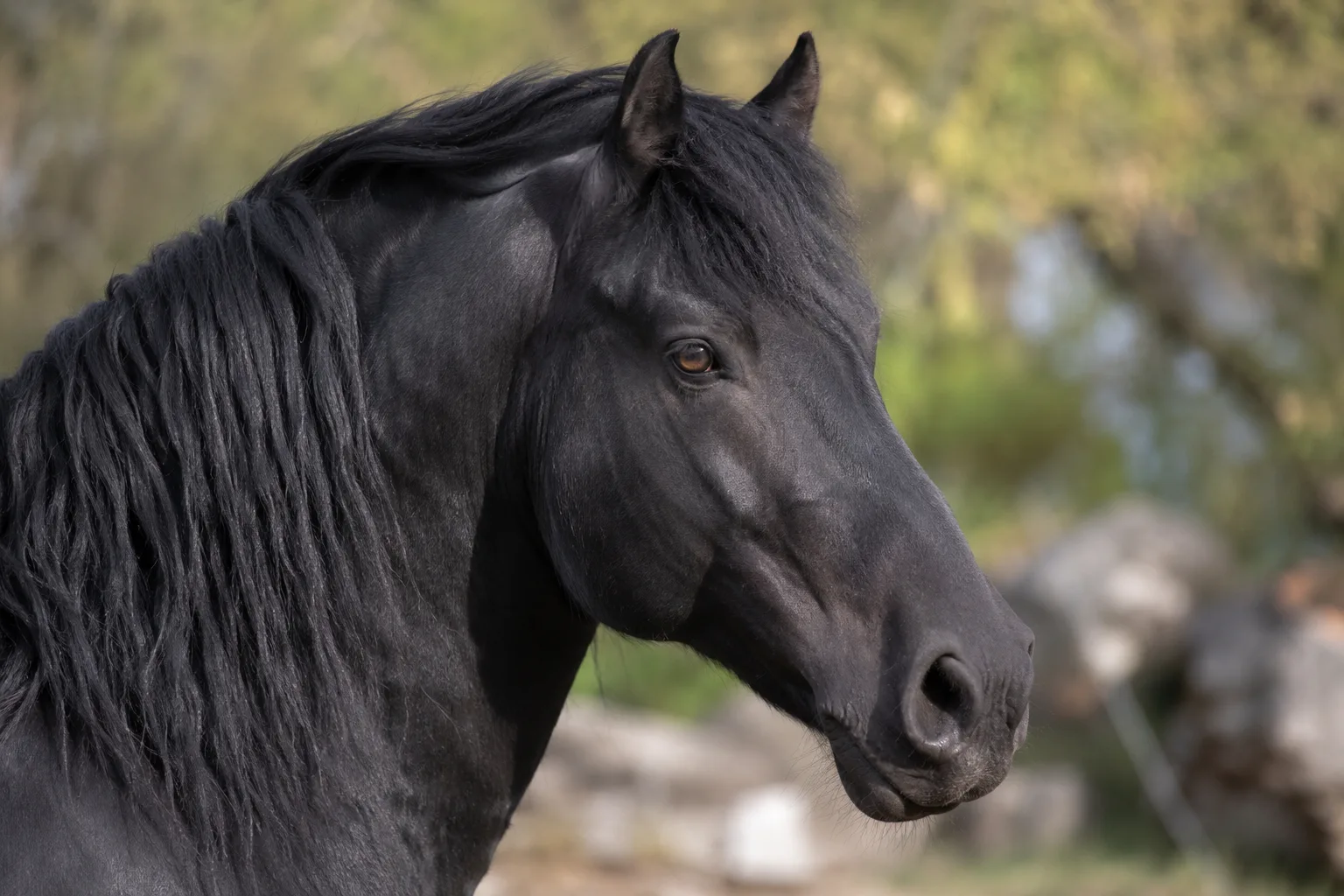 Primo piano sulla testa espressiva di un cavallo Mérens nero