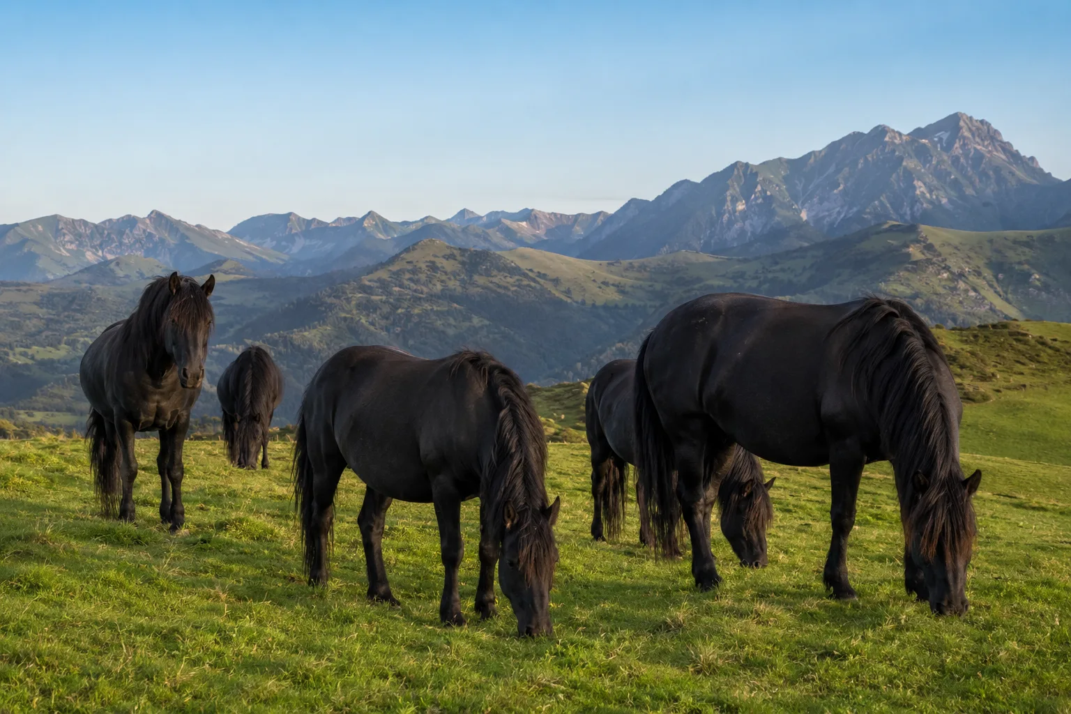 Mandria di cavalli Mérens neri al pascolo in un paesaggio montano pirenaico