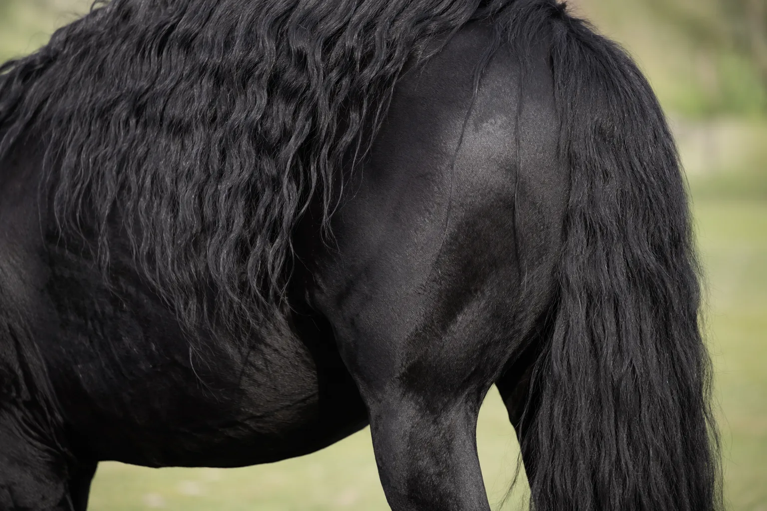 Dettaglio della criniera folta e nera di un cavallo Mérens