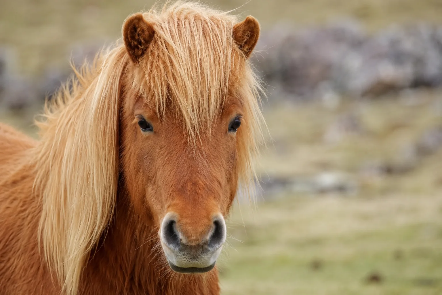 Primo piano della testa raffinata di un cavallo Morgan, con i suoi grandi occhi espressivi e il suo profilo dritto.