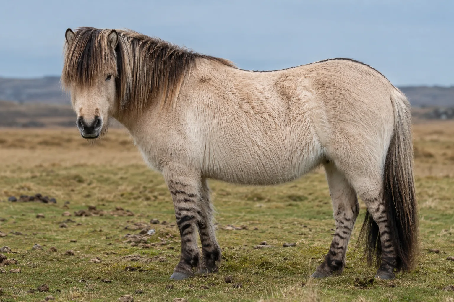Dettaglio di un cavallo Morgan nero, che mette in risalto il suo mantello lucido e la sua criniera folta.
