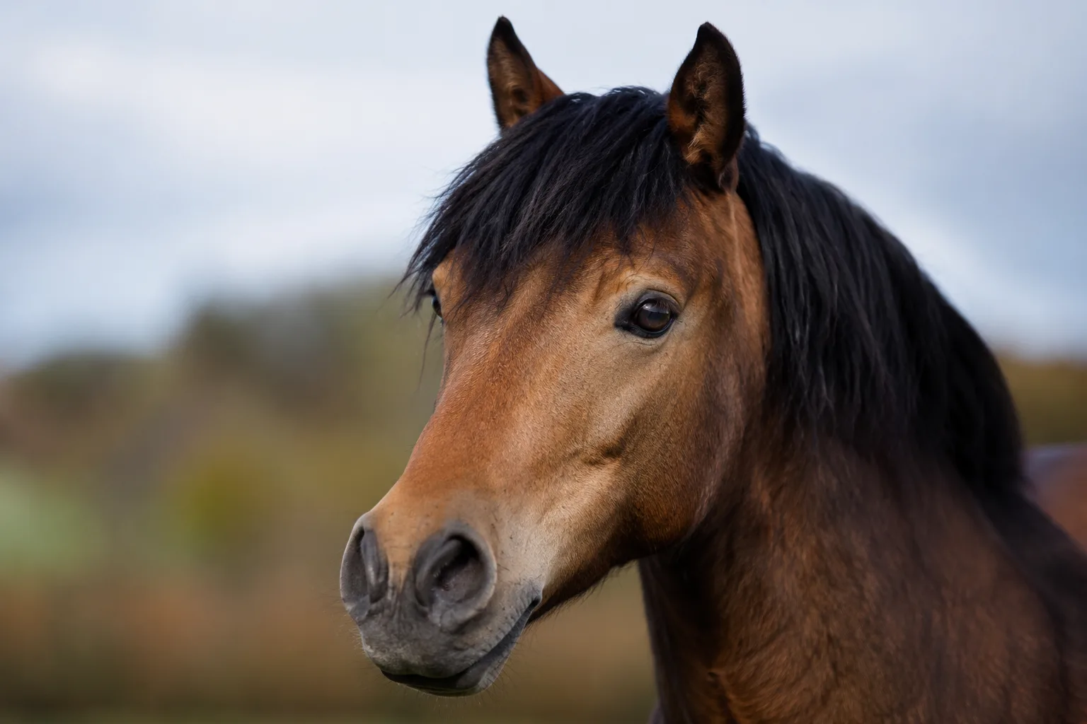 Realistische Nahaufnahme des Kopfes eines Highland Ponys, das seine ausdrucksvollen Augen und sein gerades Profil zeigt