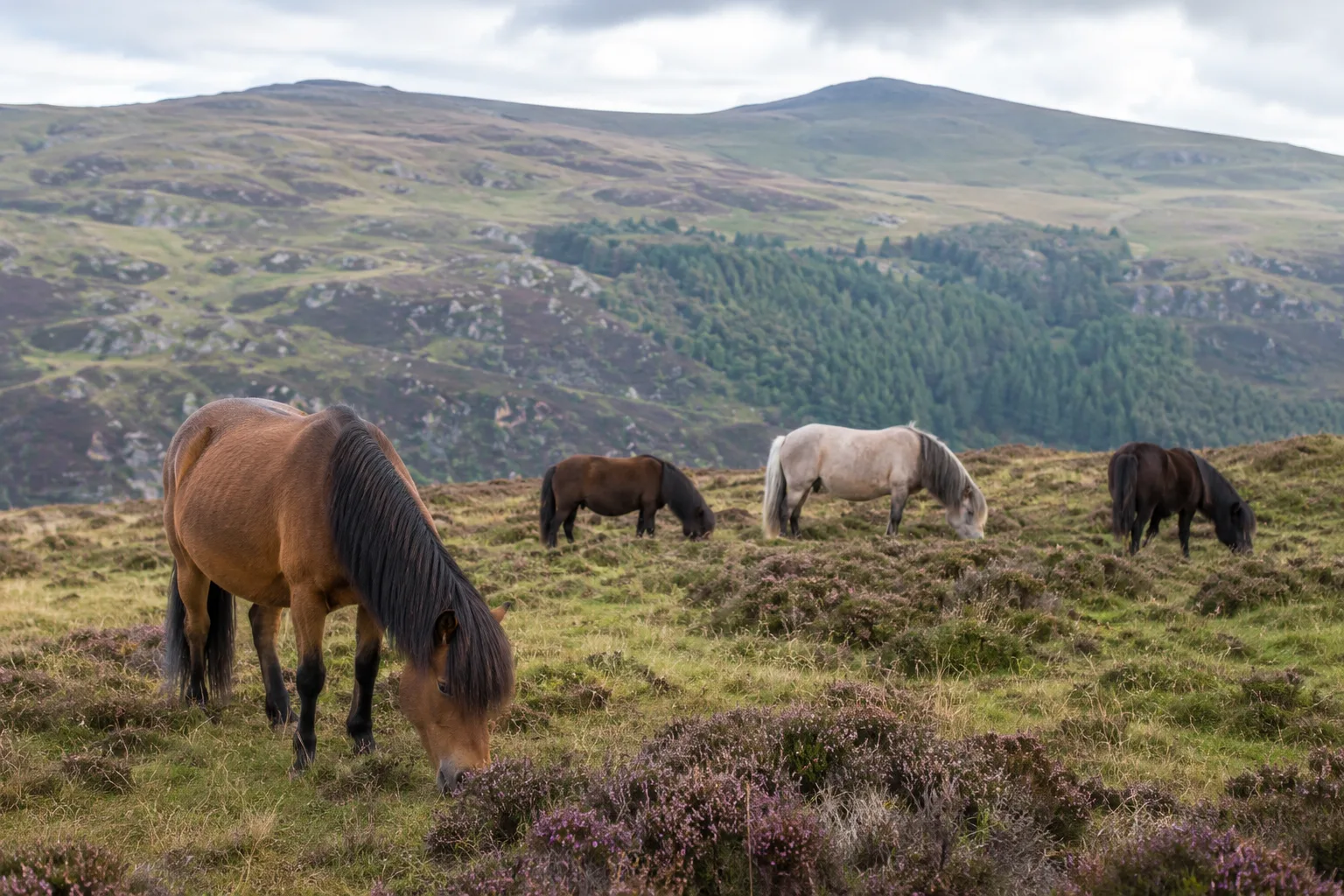 Herde von Highland Ponys, die auf einer großen schottischen Weide mit Bergen im Hintergrund weiden